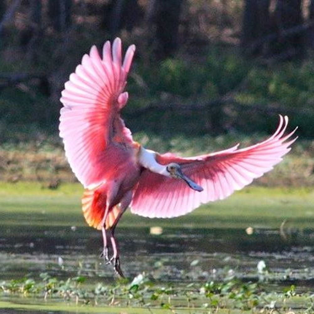 Meet your Posher, Anne